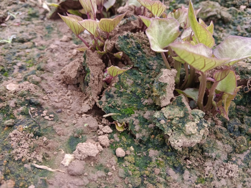 北京553原原种苗，试管脱毒原原种级，种苗