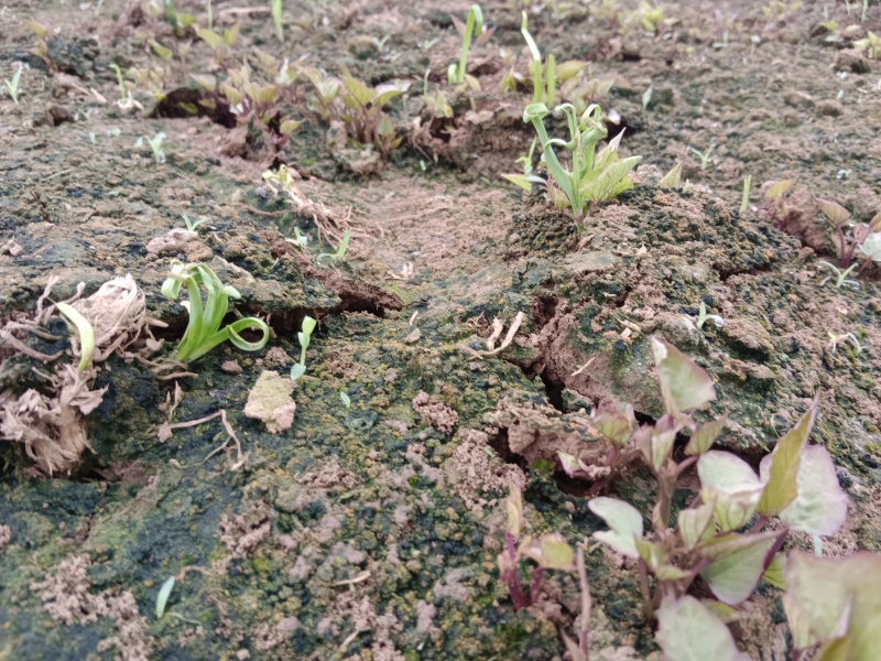 北京553原原种苗，试管脱毒原原种级，种苗