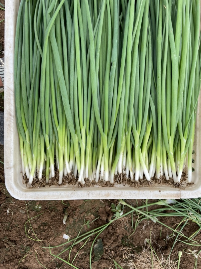 河南汝州精品小香葱大量上市欢迎询价问价