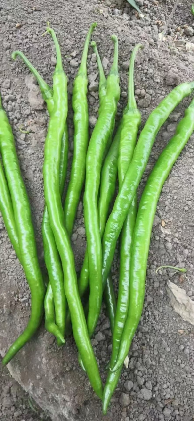 线椒苗子高产抗病大面积种植线椒系列基地直发货源充足。