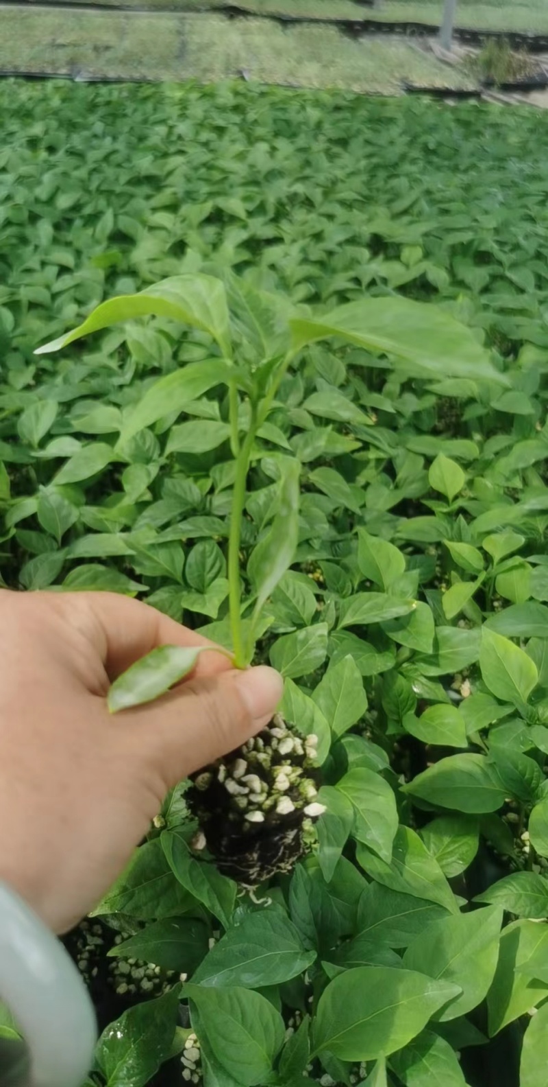 线椒苗子高产抗病大面积种植线椒系列基地直发货源充足。