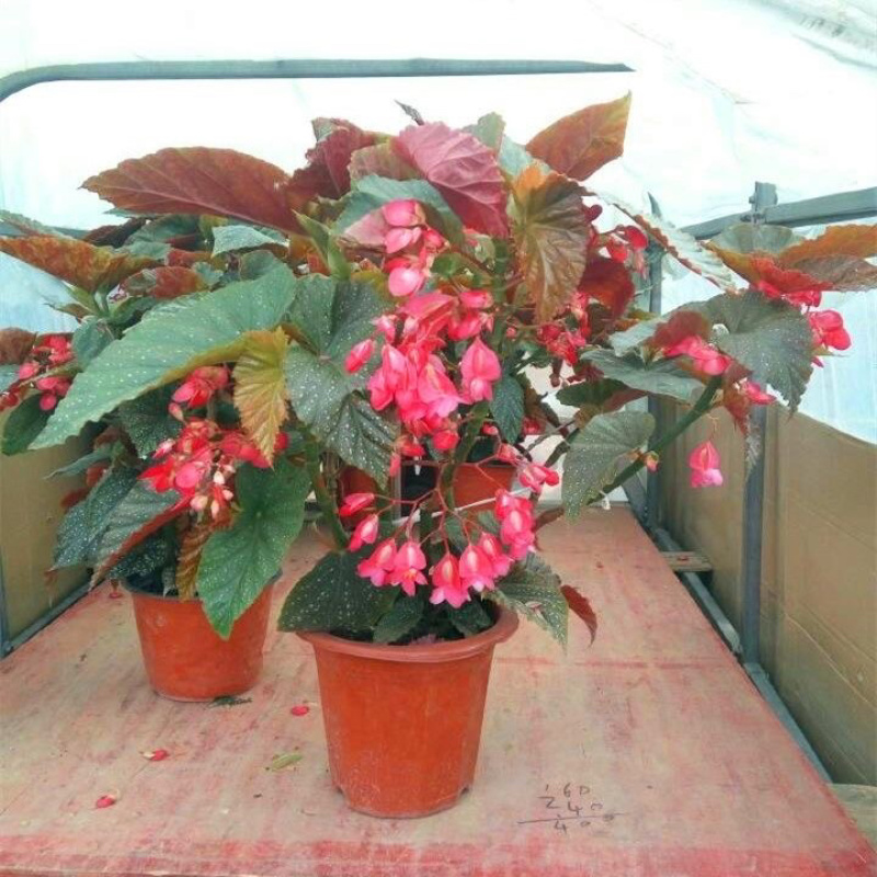 竹节海棠花卉盆栽大叶斑点易活四季阳台观叶秋海棠木本植物