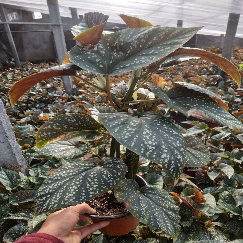 竹节海棠花卉盆栽大叶斑点易活四季阳台观叶秋海棠木本植物