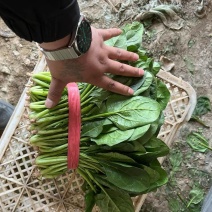 精品菠菜，菠菜