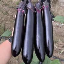 紫萼长茄紫把长茄苗紫黑色茄子大面积种植产量高荣丰