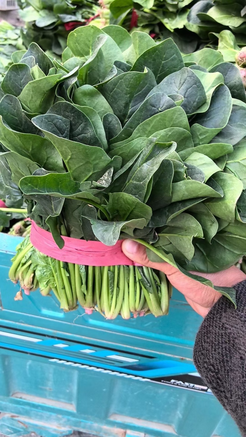 精品菠菜，菠菜