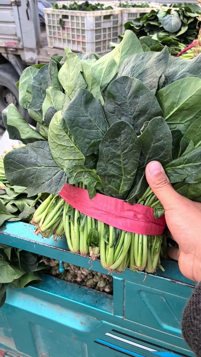 精品菠菜，菠菜