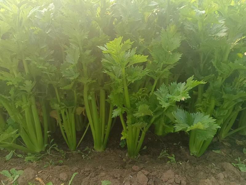 西芹种子，免催芽出芽快，耐寒耐热，浅绿色实心，脆嫩