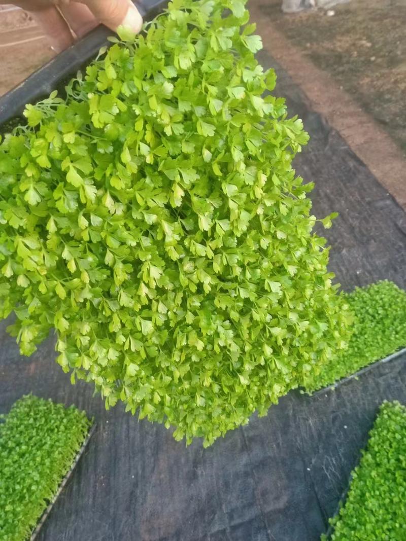 西芹种子，免催芽出芽快，耐寒耐热，浅绿色实心，脆嫩