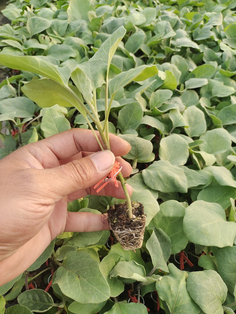 紫萼长茄紫把长茄苗紫黑色茄子大面积种植产量高荣丰