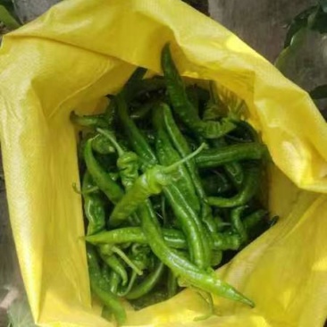 精品陇椒