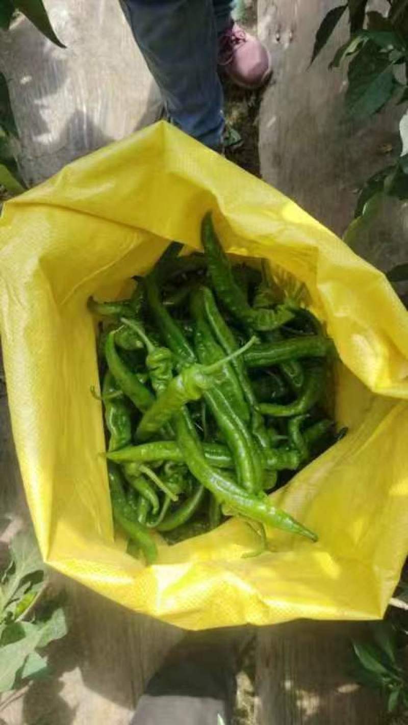 精品陇椒
