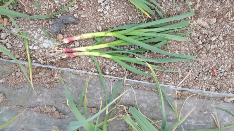 徐州蒜苗江浙沪直发量大价优质量保证欢迎致电咨询