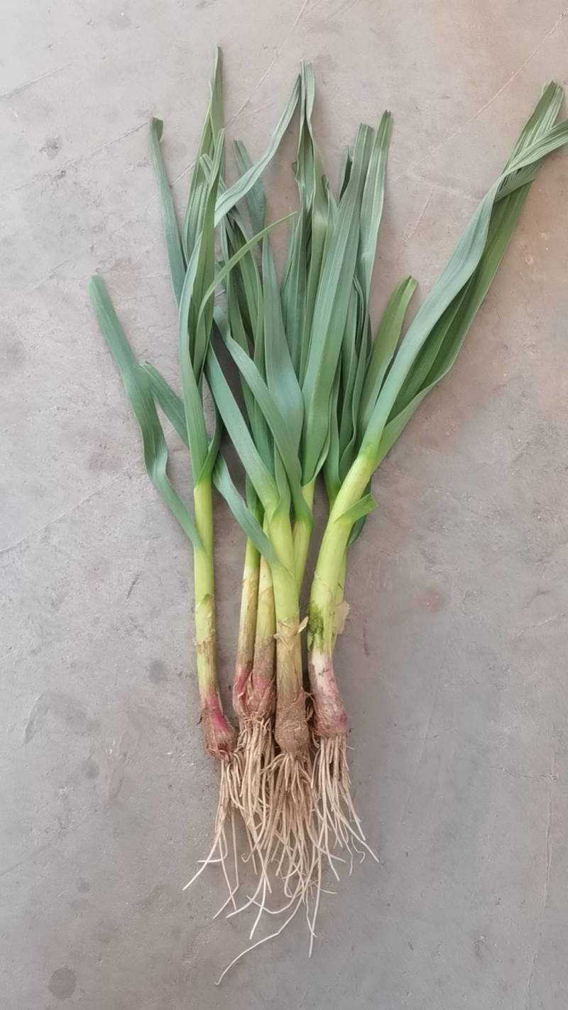 徐州蒜苗江浙沪直发量大价优质量保证欢迎致电咨询