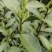 25年畎桥白茶未开采:預:自成本稍有利润全人工采。