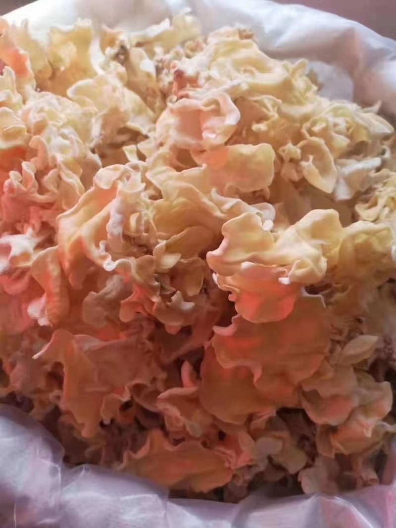 白木耳兔耳菌竹耳