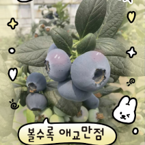 L25蓝莓