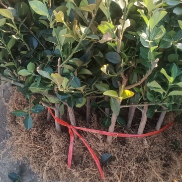 跑江湖专用车里子苗，