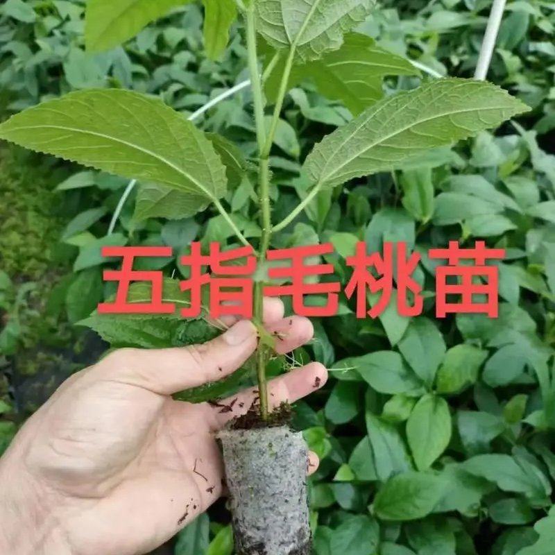 广西优质五指毛桃苗，产量高，场地直销批发