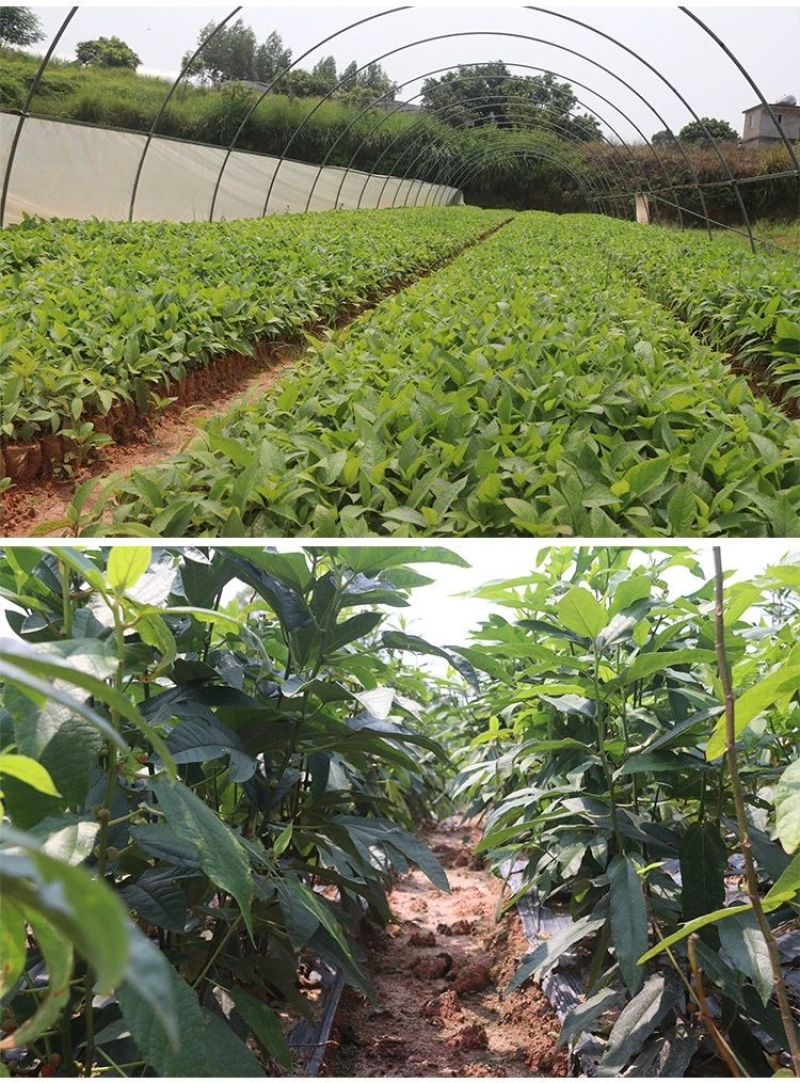 广西优质五指毛桃苗，产量高，场地直销批发