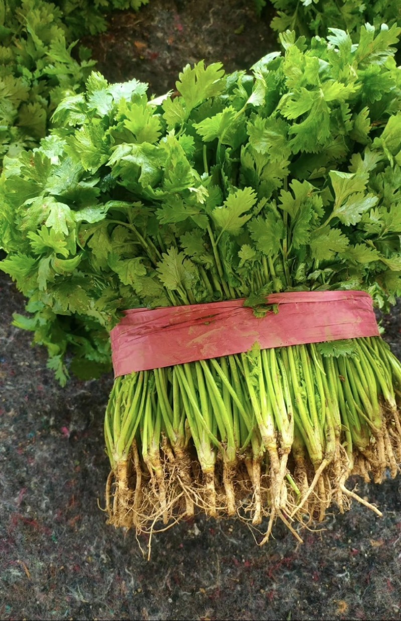 精品大叶香菜，大量有货，产地直发。20-30厘米
