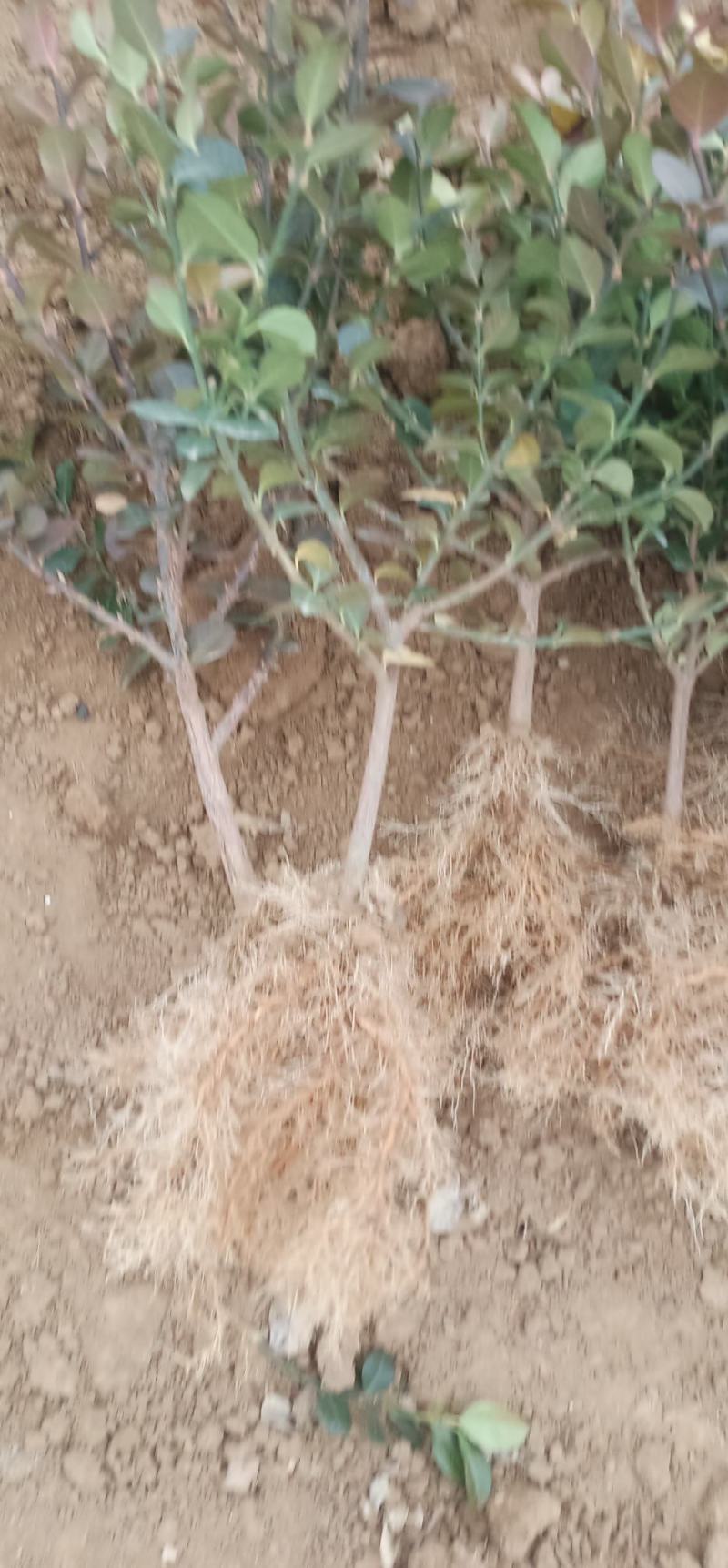 跑江湖专用车里子苗，