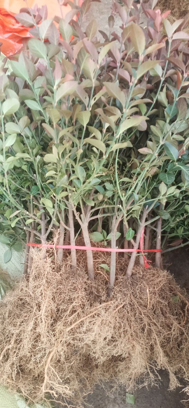跑江湖专用车里子苗，