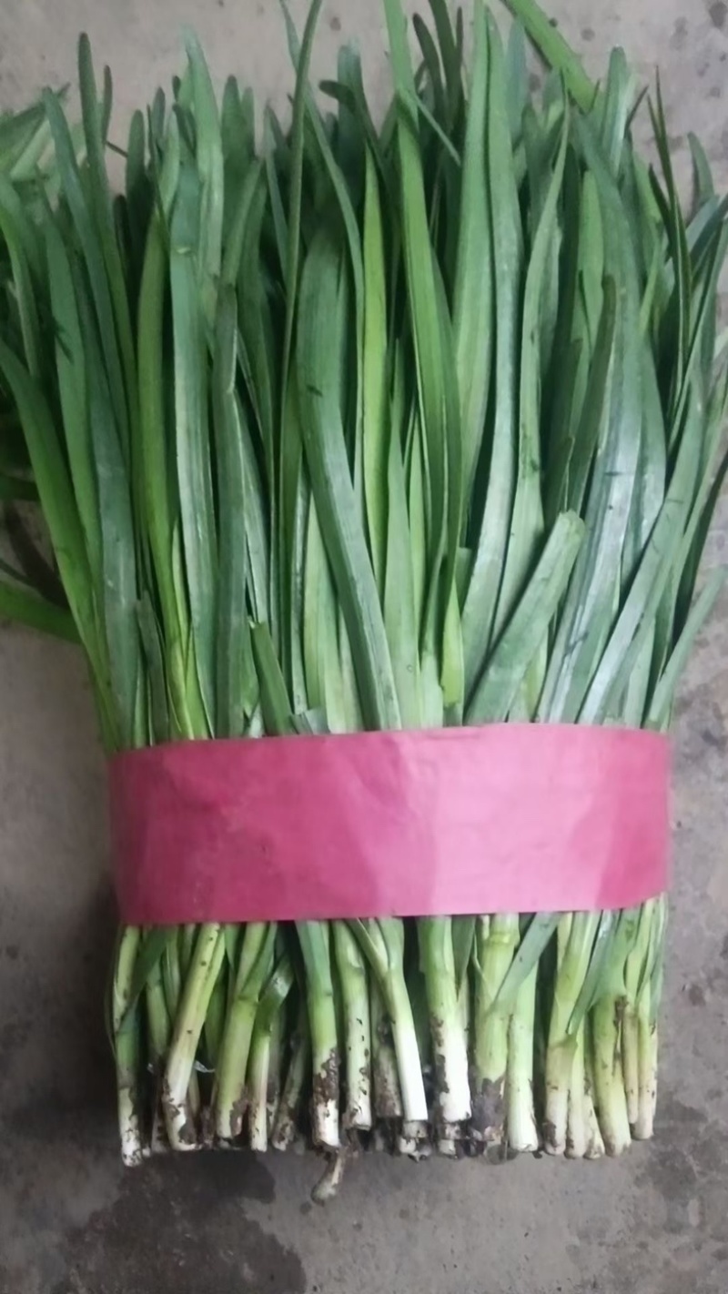 精品韭菜，诚信经营，大量有货。