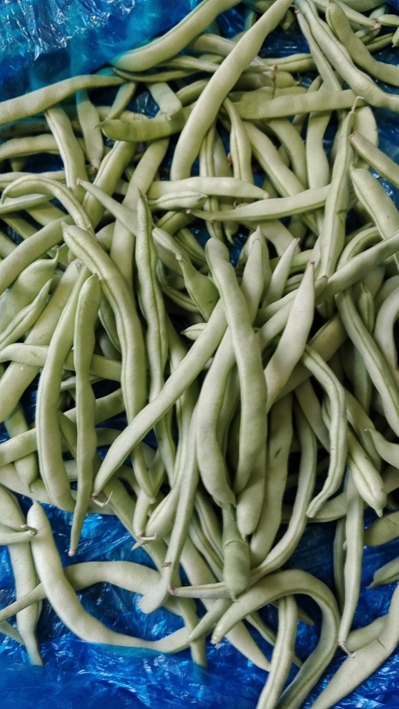 白不老扁豆，无丝豆，小金豆，大量有货，承接社区团购