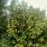 茶花1米5