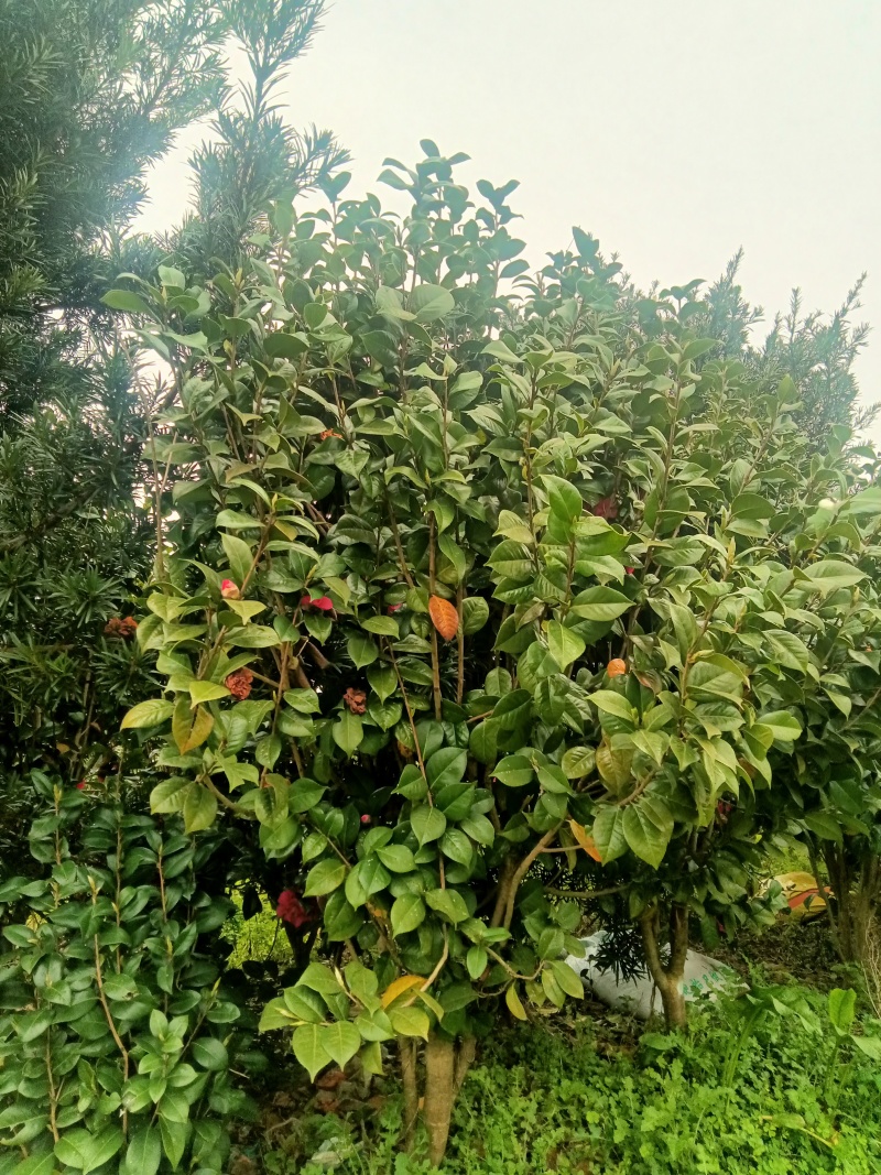 茶花1米5
