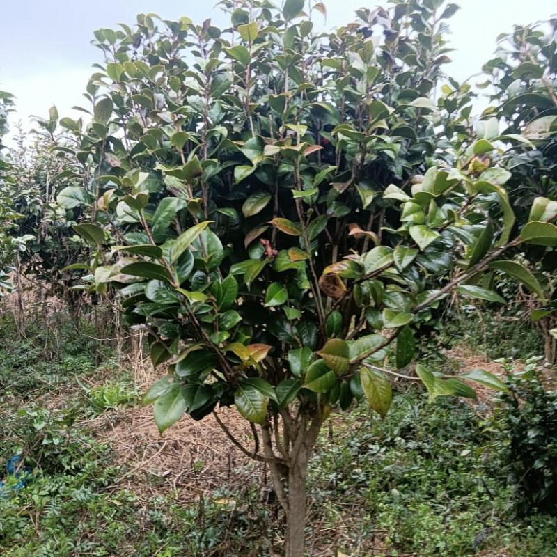 茶花1米5