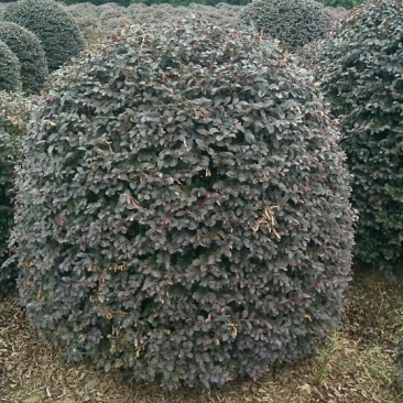 红继木球1米5