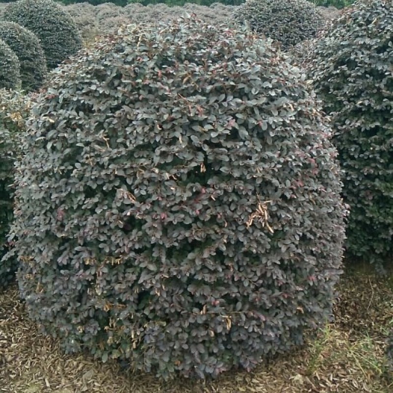 红继木球1米5