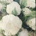 青梗白面花菜，山东郯城产地直发，一手货源，欢迎咨询合作