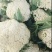 青梗白面花菜，山东郯城产地直发，一手货源，欢迎咨询合作