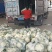 青梗白面花菜，山东郯城产地直发，一手货源，欢迎咨询合作