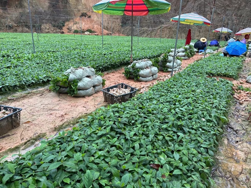广西优质五指毛桃苗，产量高，场地直销批发