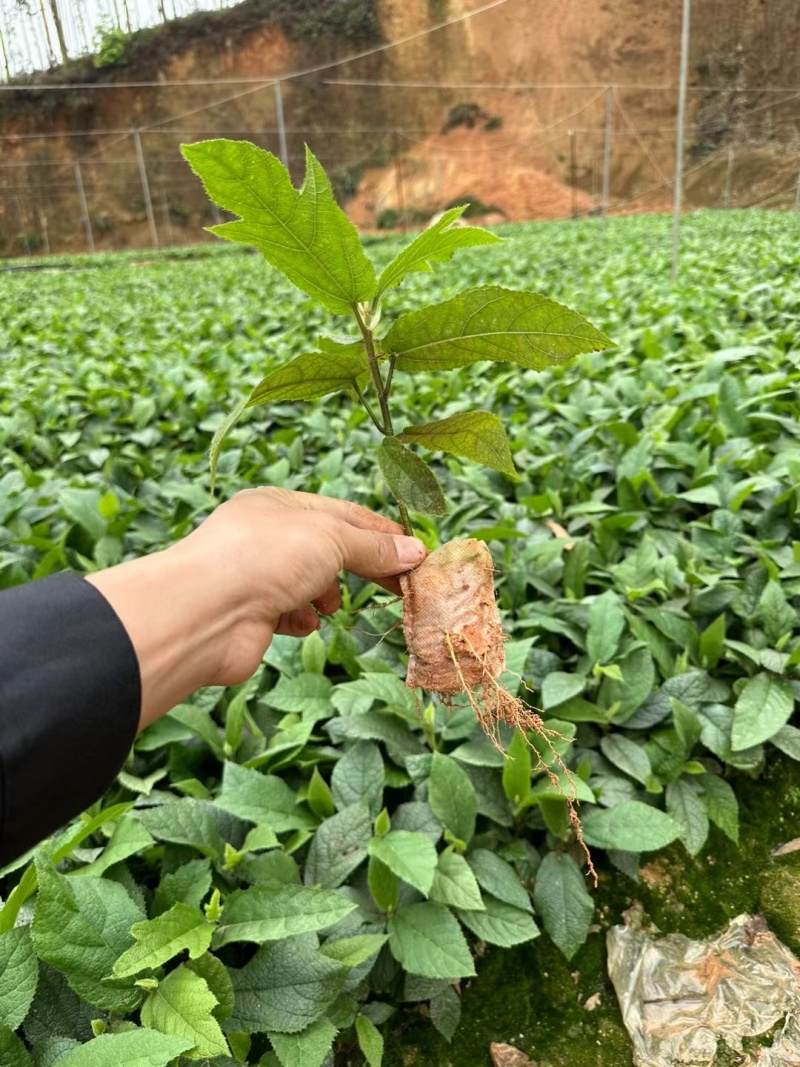 正品五指毛桃苗无纺布杯苗基地直销，品质保证