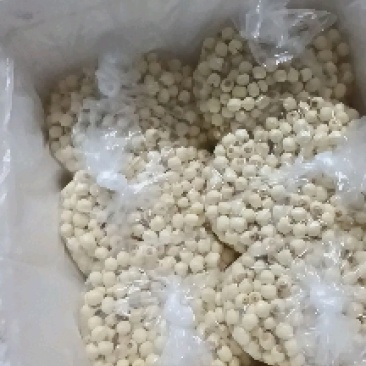 江西新鲜白莲#新鲜草莲产地直供，全国发货，欢迎来电