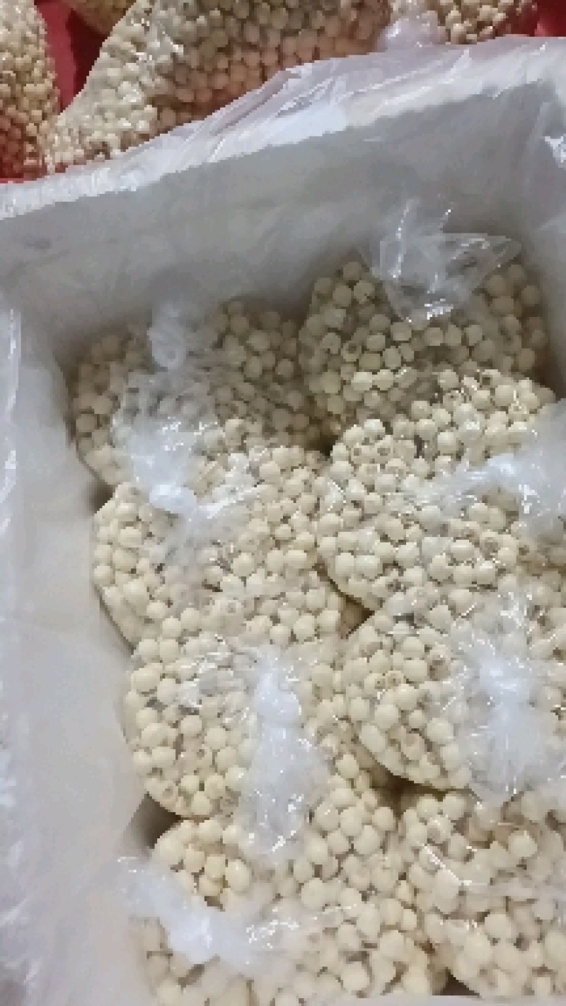 江西新鲜白莲#新鲜草莲产地直供，全国发货，欢迎来电
