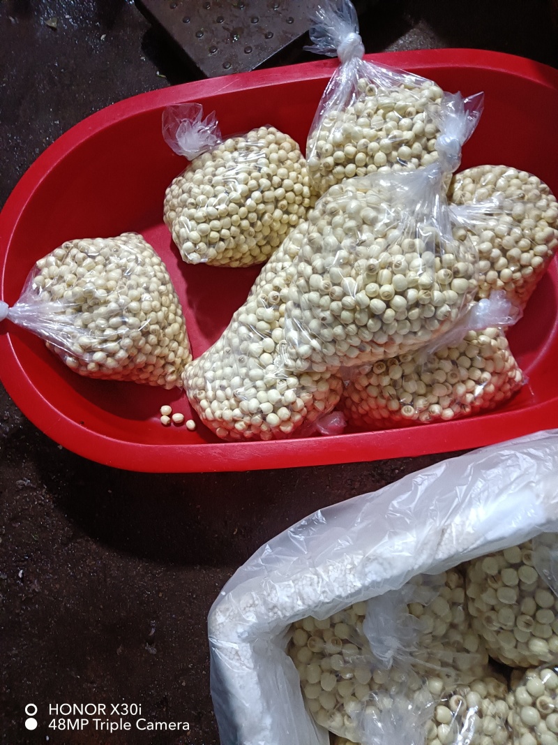 江西新鲜白莲#新鲜草莲产地直供，全国发货，欢迎来电