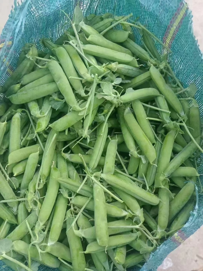 白不老扁豆，无丝豆，小金豆，大量有货，承接社区团购