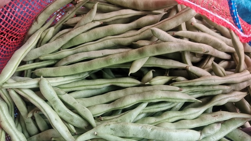 白不老扁豆，无丝豆，小金豆，大量有货，承接社区团购