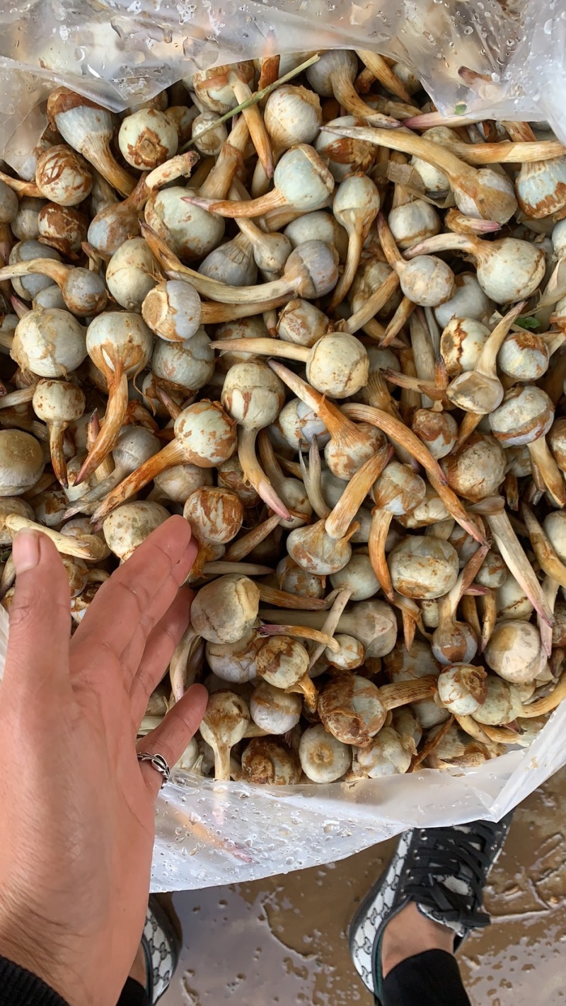 产地直销】云南慈姑大中小号茨菇一手货源全国发货欢迎咨询
