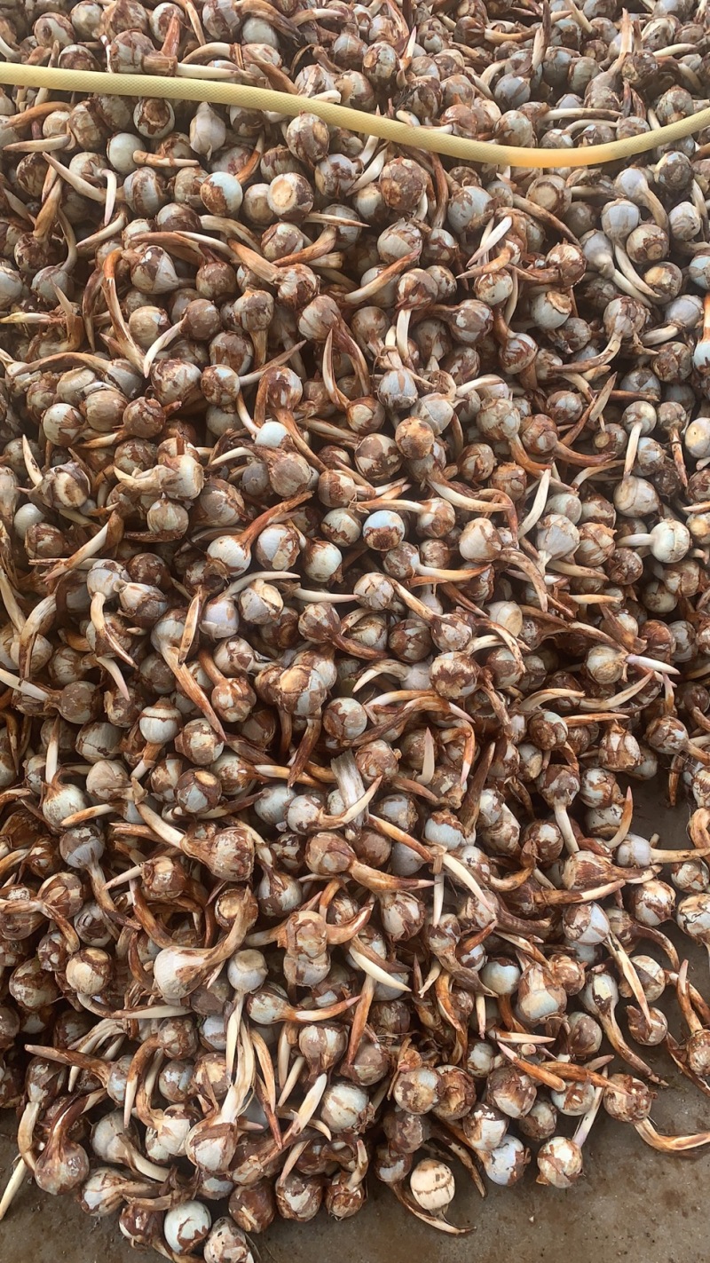 产地直销】云南慈姑大中小号茨菇一手货源全国发货欢迎咨询