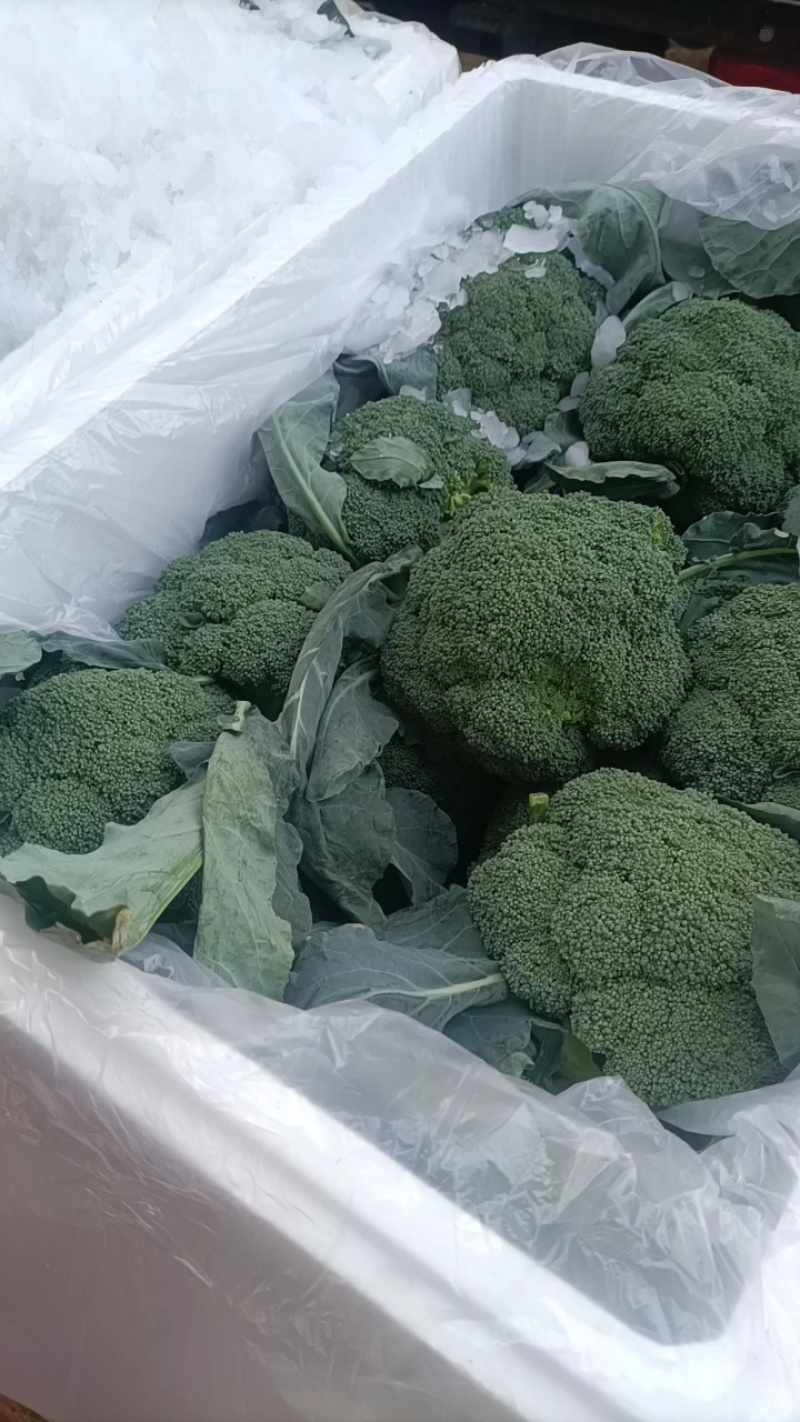 河南西兰花大量上市，西兰花小米粒，耐寒可打冷电商档口商超