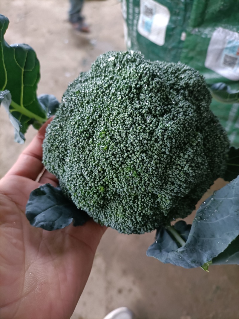 河南西兰花大量上市，西兰花小米粒，耐寒可打冷电商档口商超