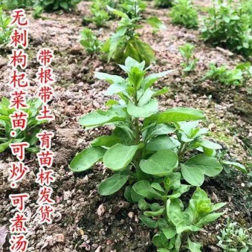 枸杞苗大量枸杞菜现挖现发