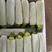 云南西葫芦精品绿皮西葫芦大量上市颜色绿瓜条长